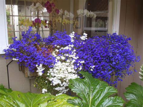 Lobelia erinus (Lobelia) | North Carolina Extension Gardener Plant Toolbox