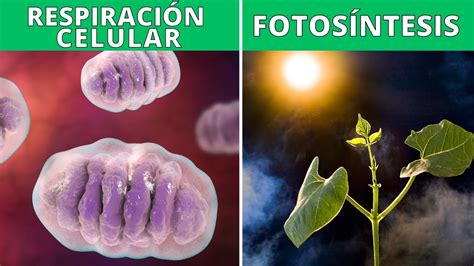 Cómo Respiran Las Plantas En El Día Y En La Noche