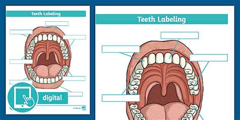 Teeth Labeling Activity for 3rd-5th Grade (teacher made)