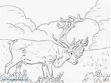 Caribou Coloring Page Pages sketch template