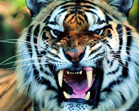 Roaring Tiger Wallpapers - Top Free Roaring Tiger Backgrounds ...