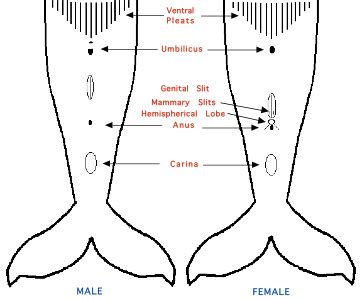 The Humpback Whale