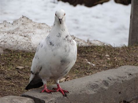 Rock dove // Columba livia | Rock dove or rock pigeon (Colum… | Flickr