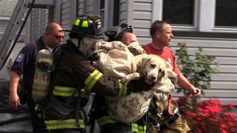 Homeowner Searches for 2 dogs Left Behind After House fігe