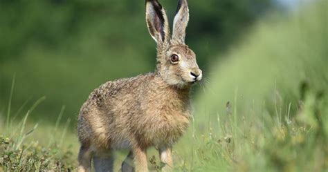 Hare Symbolism & Meaning - Symbolopedia