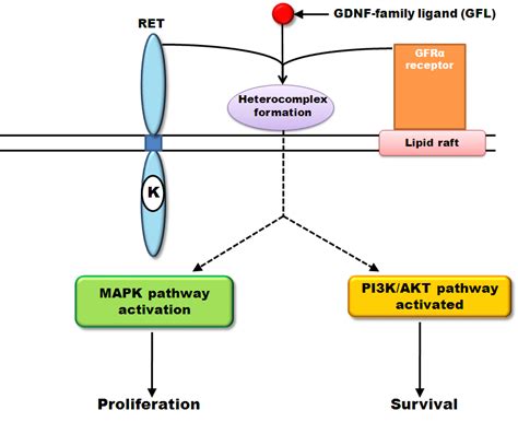 Ret Gene Mutation In Thyroid Cancer - CancerWalls