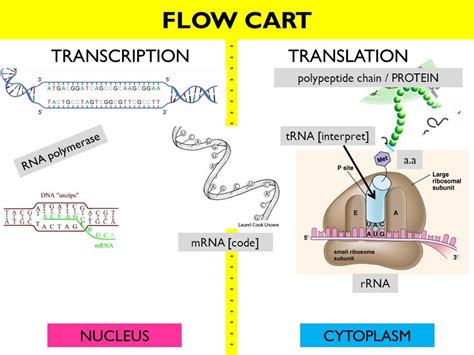 Protein Synthesis Flow Chart