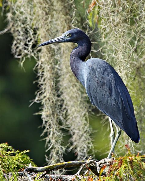 Little Blue Heron at Wakulla Springs, Florida | Smithsonian Photo Contest | Smithsonian Magazine