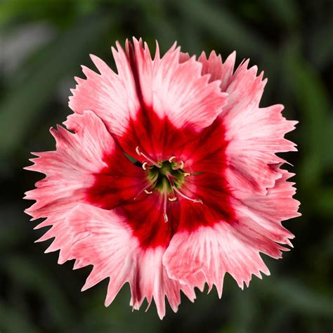 Dianthus Super Parfait Series Flower Seeds - Strawberry - 100 Seeds - Annual Flower Garden Seeds ...