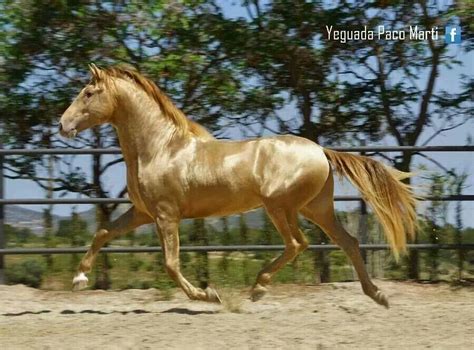 EL CABALLO DORADO!!¡ | Beautiful horses, Rare horses, Most beautiful horses