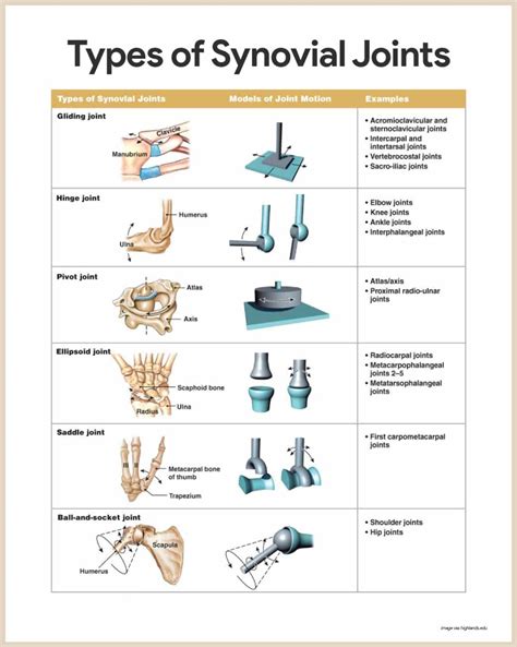 Skeletal System Anatomy and Physiology - Nurseslabs