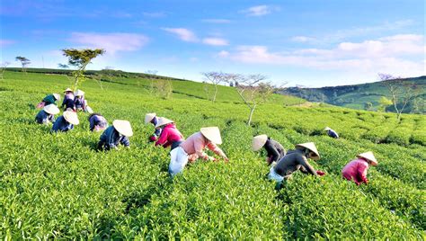 Dalat Tea, Wine, Coffee Tasting Tour