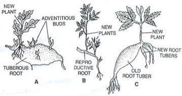 Normal Vegetative Reproduction - QS Study