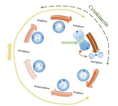 What is the Difference Between Cell Proliferation and Cell Differentiation - Pediaa.Com