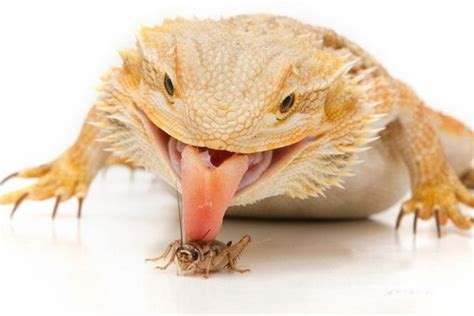 Bearded-Dragon-Food - Vivarium World