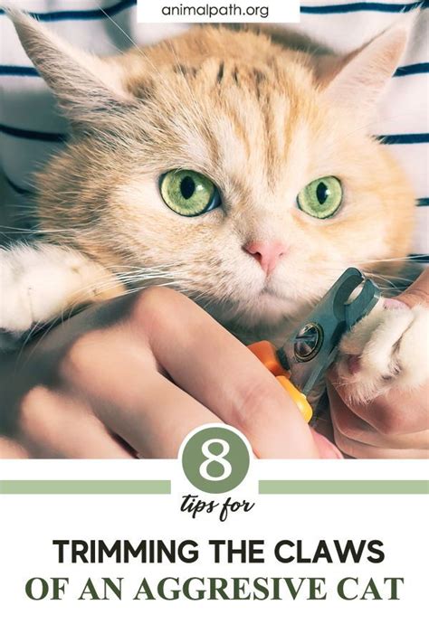 8 Tips for Trimming the Claws of an Aggressive Cat in 2021 | Cats, Cat nails, Cat care