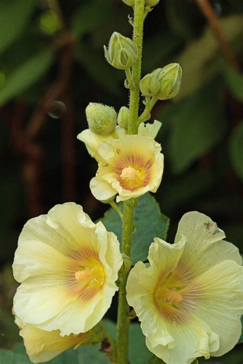 Hollyhock Flower Meaning and Beautiful Symbolism: Decoded | Florgeous