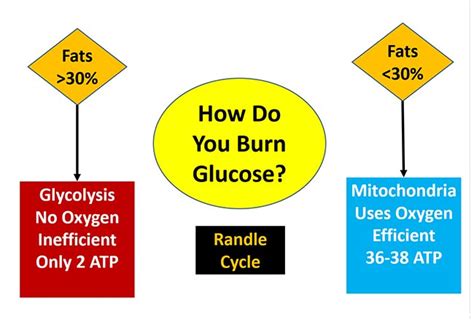 Understanding the Randle Cycle - Healthcircle Lifestyle