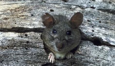 How Do Rodents Help the Ecosystem? | Animals - mom.me