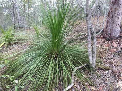 Xanthorrhoea latifolia - Land for Wildlife