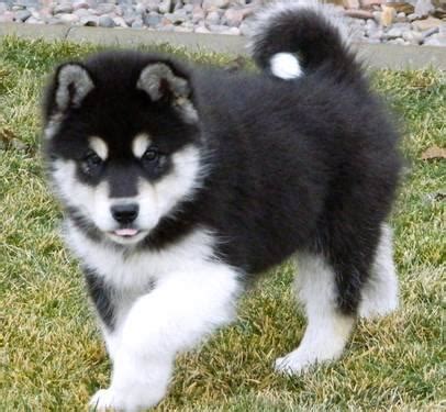 WOOLLY GIANT ALASKAN MALAMUTE PUPPIES for Sale in Phelan, California Classified | AmericanListed.com