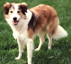 BC Museum: Sable Border Collies