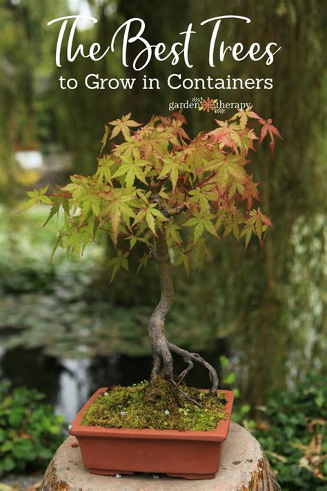 Potted Trees: the Best Container Trees to Grow in Pots - Garden Therapy