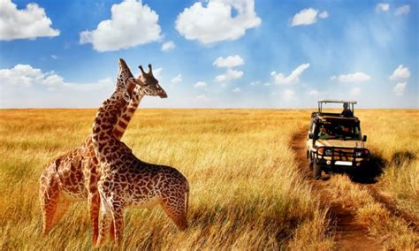 Tanzania safari | Tanzania Wildlife Safaris Tours | Tanzania Cultural Tours