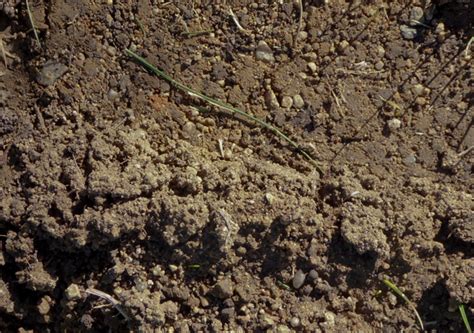 Brown Dirt Background Free Stock Photo - Public Domain Pictures