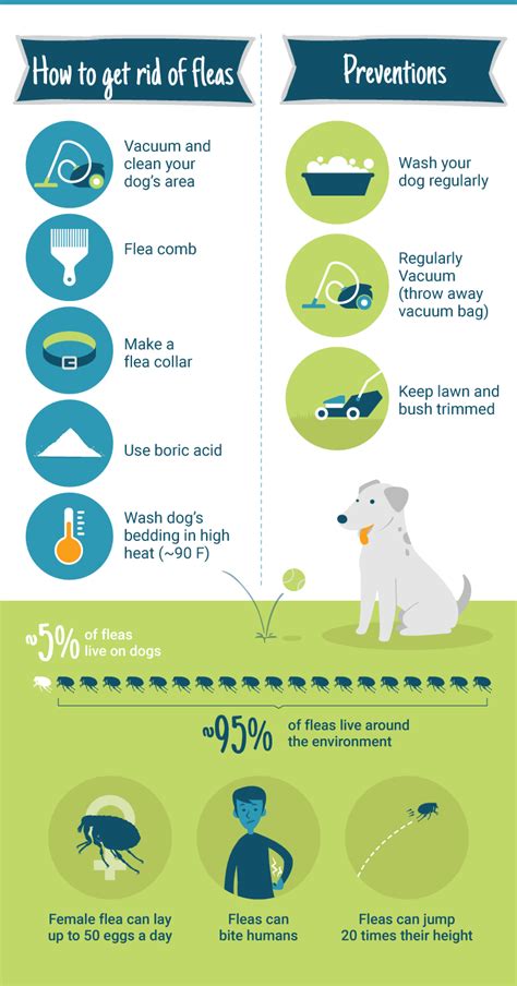 prevent-flea-on-dogs-infographic - ThePestKillers