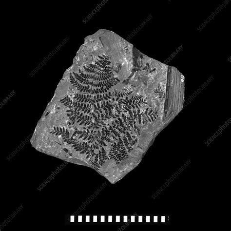 Gymnosperm fossil - Stock Image - C016/5946 - Science Photo Library