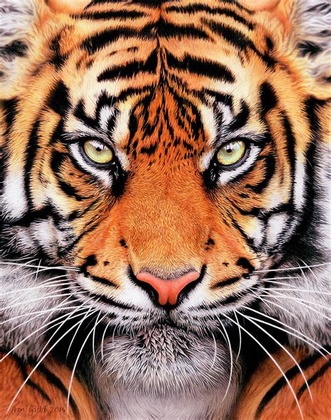 Tiger Face Painting by Aron Gadd - Fine Art America