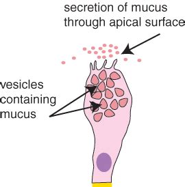 Epithelia: The Histology Guide