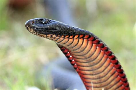 The Top 10 Most Venomous Snakes in Australia - Owlcation - Education