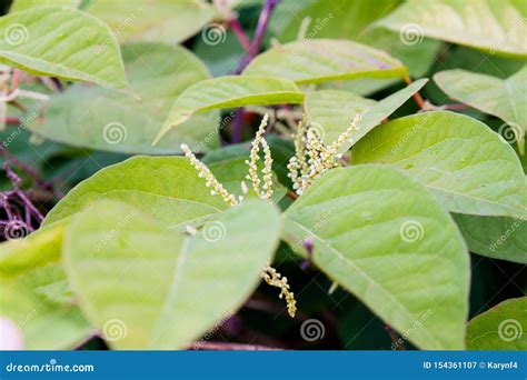 Invasive Knotweed Begins To Bloom in the Summer Stock Image - Image of japonica, himalayan ...