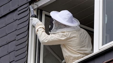 Hornet Nest Removal: How To Get Rid Of Hornets Safely and Easily