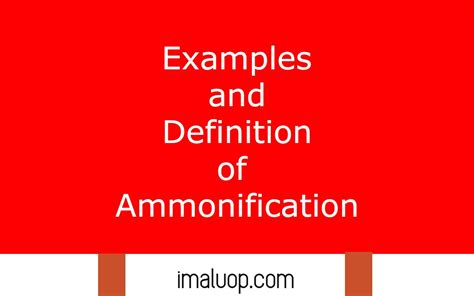 Examples and Definition of Ammonification - Imaluop - IMALUOP