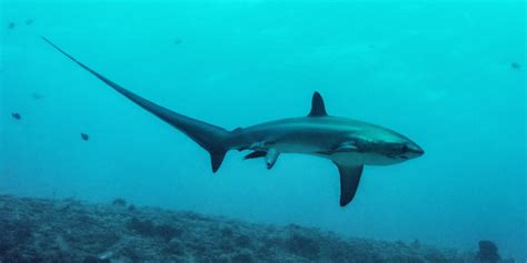 Photographer Snaps Dramatic Photo Of Shark Birth, Almost Throws It Away | HuffPost