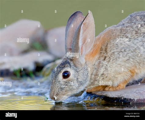 Rabbit (Oryctolagus cuniculus) drinking water from a pond Stock Photo ...