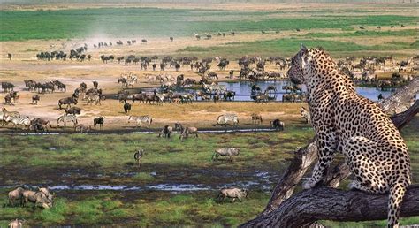 Tanzania Safari Tours | TripsPoint News | TripsPoint