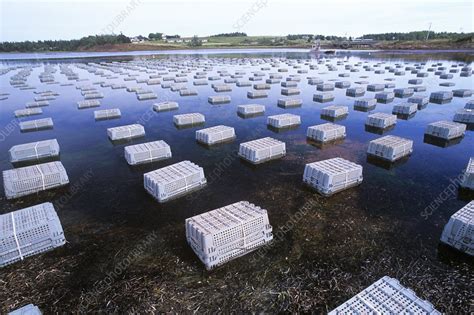 Oyster farming - Stock Image - E766/0077 - Science Photo Library