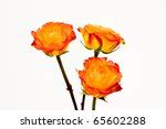 Three Orange Roses Free Stock Photo - Public Domain Pictures