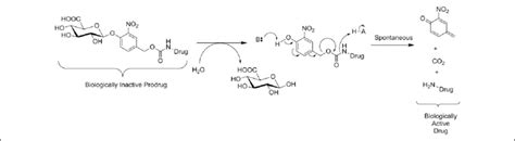 Activation of a glucuronide prodrug conjugate by GUS. The active form ...