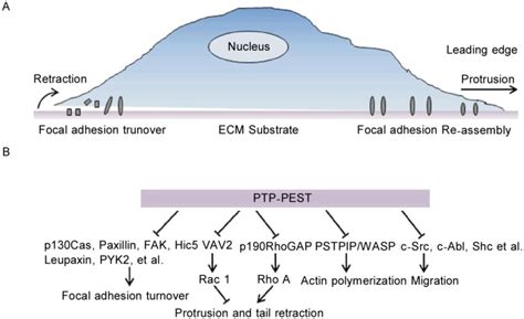 A, cell migration is a highly coordinated, dynamic, and precisely ...