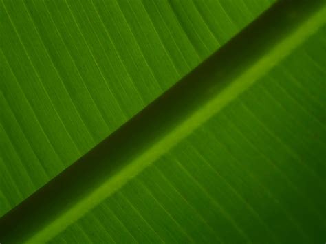 Texture: Banana leaf Free Photo Download | FreeImages