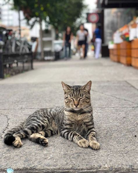 Bodega Cats on Instagram: “@hannibal_wechter” | Bodega cat, Cats, Animals