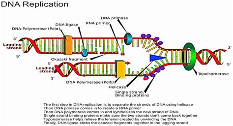 DNA topoisomerase function, structure & topoisomerase inhibitors