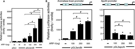 Frontiers | ARP-1 Regulates the Transcriptional Activity of the Aromatase Gene in the Mouse Brain