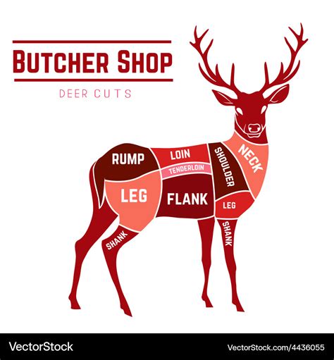 Deer meat cuts in color Royalty Free Vector Image