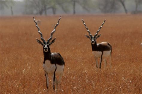 Blackbuck National Park, Velavadar,Gujarat,India | Blackbuck… | Flickr